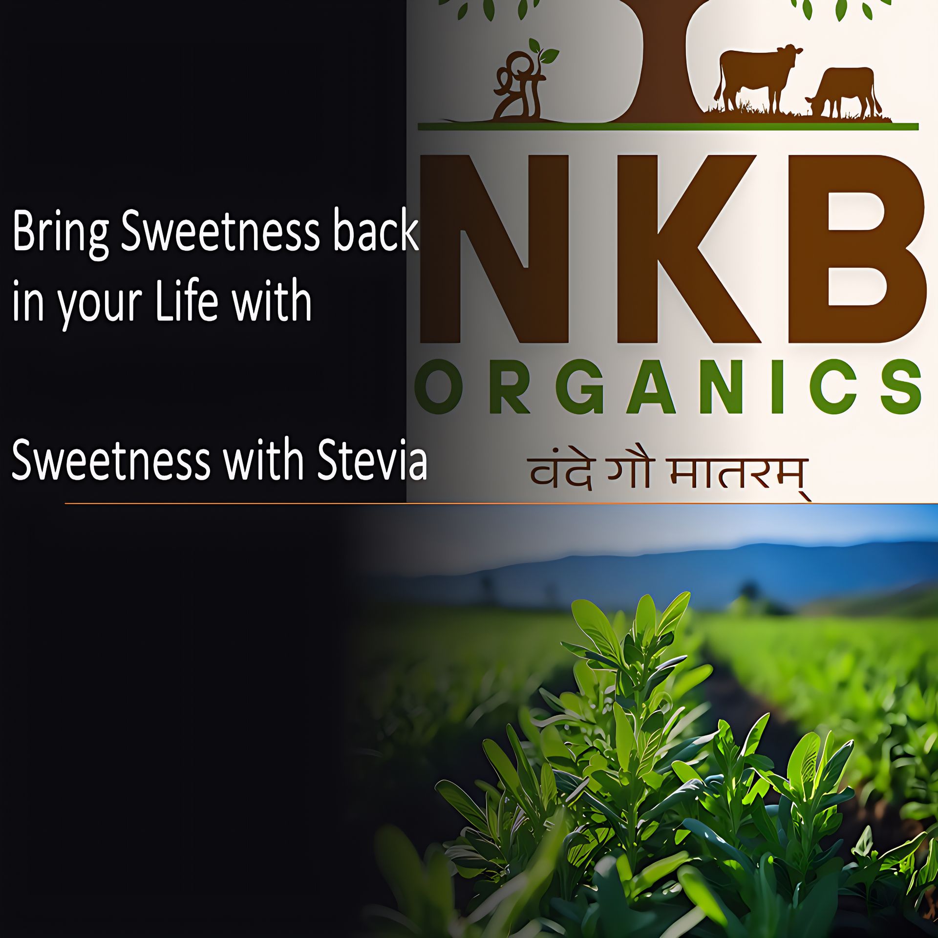 Dried Stevia Leaves 160g | SugerFree Sweetener