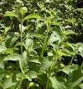 stevia-seeds-stevia-rebaudiana-for-home--81DN1zm5dSL.jpg