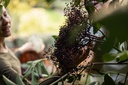 organic-elderberry-juice-2x-93-fl-oz-new-3.jpg