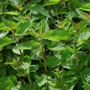 Nettle (Urtica Dioica) - OrginBud의 100 종자