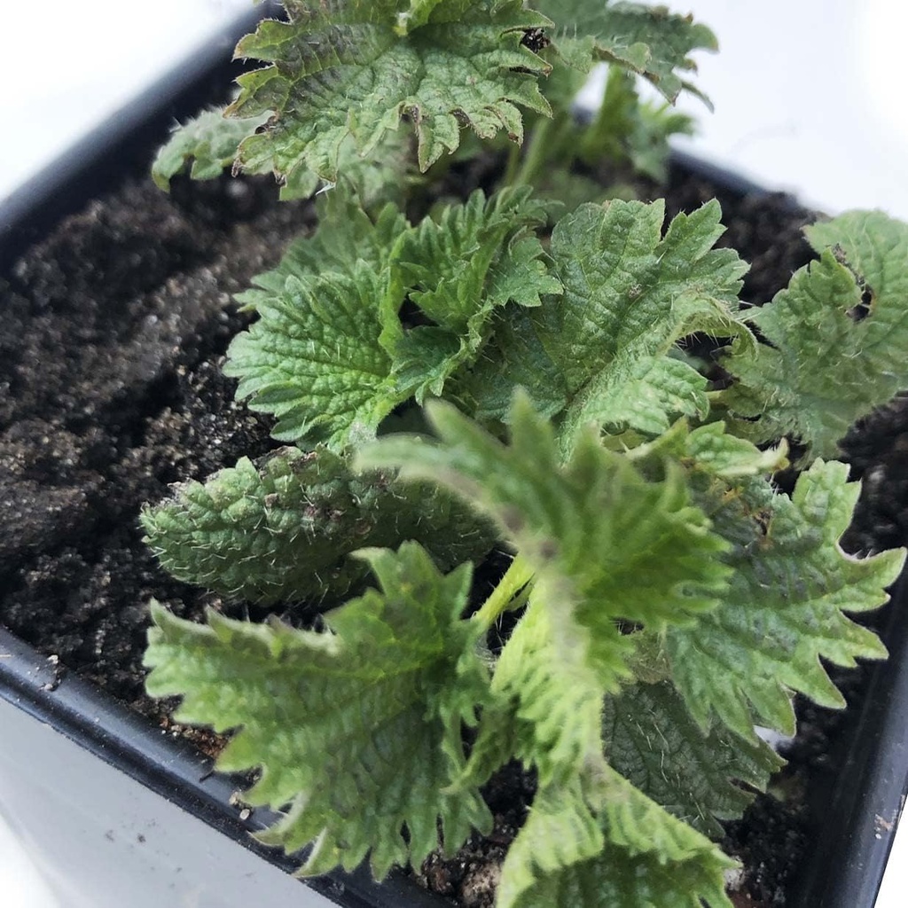 유기 Stinging Nettle 식물, Urtica dioica - 2.5"에 있는 살아있는 식물 남비 - 연기 캠프 기술에 의하여 생존 음식, 영양이 있는 허브