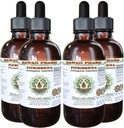 Pipsissewa 알콜 자유로운 액체 추출물, Pipsissewa (Chimaphila umbellata) 말린 잎 Glycerite 자연적인 초본 보충교재, 하와이 Pharm, 미국 4x4 fl.oz