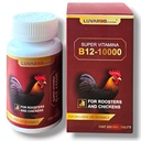 B-12 200 새 로스터에 대 한 정제