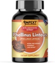Phellinus linteus 버섯 추출물 - 프리미엄 품질, 과일 보디, 산화 방지제, 면역 부스터, Liver 지원, 90 Veg 모자 만.