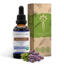 Bugleweed USDA Organic | 알코올 무료 추출물, 고순도 초본 드롭, 호흡 시스템 | 100 % 인증 유기농 버블 (Ze Lan, Lycopus Virginicus) 건조 허브 (2 FL OZ)