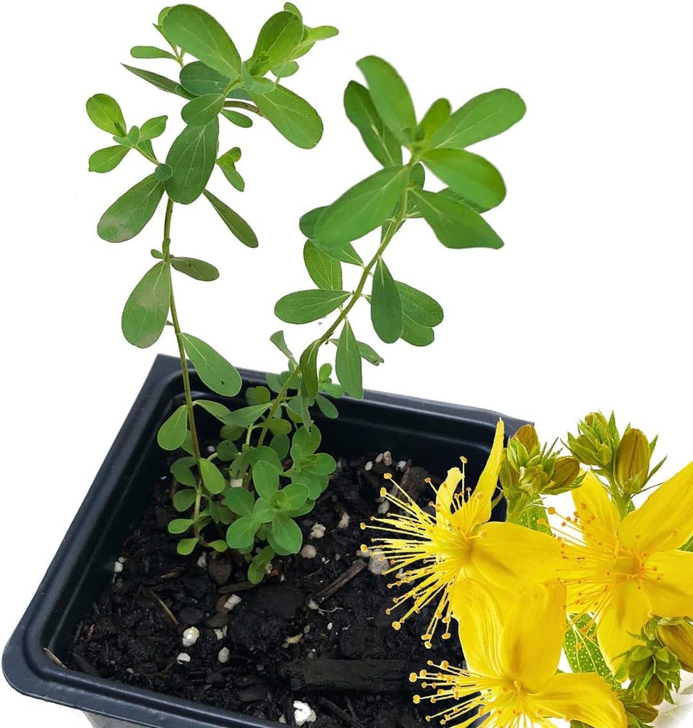 유기 성 존의 Wort 식물, (Hypericum Perforatum) 2.5 인치 냄비 - 세인트 존의 Wort 라이브 식물