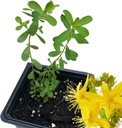 유기 성 존의 Wort 식물, (Hypericum Perforatum) 2.5 인치 냄비 - 세인트 존의 Wort 라이브 식물