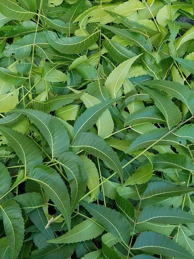 신선한 Neem Leaves, Azadirachta Indica, Margosa, 사우스 플로리다에서. (3 온스)