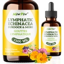 림프 배수장치 팩 1- 림프 해독, 순환 - 허브 유기, Echinacea, Dandelion, Burdock, Cleaver 허브와 림프 배수장치 보충 - 면역 체계 지원 & Cleanse