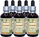 BlackBerry (Rubus fruticosus) Tincture, 유기 건조 정제 액체 추출 (브랜드 이름 : HerbalTerra, 미국에서 Proudly Made) 5x2 fl.oz (5x60 ml)