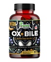 소화 효소 및 Pre/Probiotics 90 Veg Caps Cholic 산, Inulin, Betaine HCl, Peppermint, Bromelain 건강한 소화 & 영양 흡수를 가진 촉구 허브 Ox Bile - Bile 소금 보충교재
