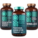 WILD FUEL 아미노산, HMB 및 Fadogia Agrestis Complex 힘 & 잠재적인 뭉치