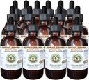 Echinacea 알콜 자유로운 액체 추출물, Echinacea (Echinacea Angustifolia)에 의하여 말린 뿌리 글리세라이드 하와이 Pharm 자연적인 초본 보충교재 15x4 oz
