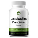 Lactobacbacillus Plantarum Probiotic Supplement 240 정제 남성 및 여성을위한 3 억 CFU Probiotics Intestinal Digestive & Gut Health (240, Lactobacillus Plantarum)