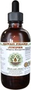 Juniper 알콜 자유로운 액체 추출물, 유기 Juniper (Juniperus Monosperma) 말린 Berry Glycerite 하와이 Pharm 자연적인 초본 보충교재 4개 oz