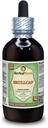 Skullcap (Scutellaria Lateriflora) Glycerite, 유기 건조 허브 알코올 무료 액체 추출 (브랜드 이름: HerbalTerra, Proudly Made in USA) 4 fl.oz (120 ml)