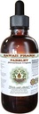Parsley 알콜 자유로운 액체 추출물, Parsley (Petroselinum Crispum) 뿌리 글리세리 자연적인 초본 보충교재, 하와이 Pharm, 미국 2 fl.oz