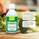 자연적인 민트 풍미를 가진 FUNAT Chlorophyll 플러스 액체 - 에너지 & 웰니스를 위한 Nutrient-Rich 녹색 보충교재, 쉬운 사용 하락 - 8.1 FL OZ
