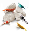 SunGrow Shrimp Rocks, 칼슘, Crayfish, Hermit Crab, Snails, Crustacean Care, Crystal Red, Amano 및 Ghost Shrimps, Nano Tank Accessories, Fish Tank Supplies를 위한 마그네슘 락
